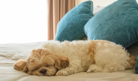 Mexicanos gastan más de mil pesos mensuales en mantener mascotas; se consolidan como parte de las familias