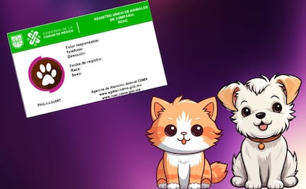 La CURP de perros y gatos es una realidad en CDMX: Cómo afecta a tu mascota y cuáles serán las multas
