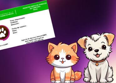 La CURP de perros y gatos es una realidad en CDMX: Cómo afecta a tu mascota y cuáles serán las multas