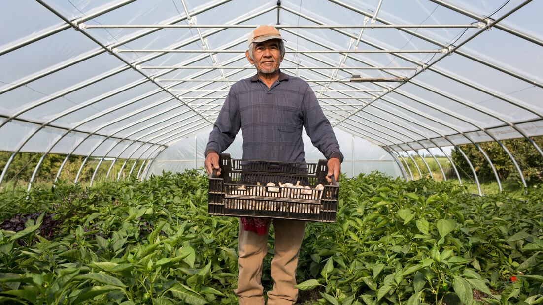 Oferta de trabajo en Estados Unidos como trabajador agrícola (Foto: Canva)
