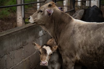 Claudia Sheinbaum anuncia inversión de $700 millones para ganaderos en Durango