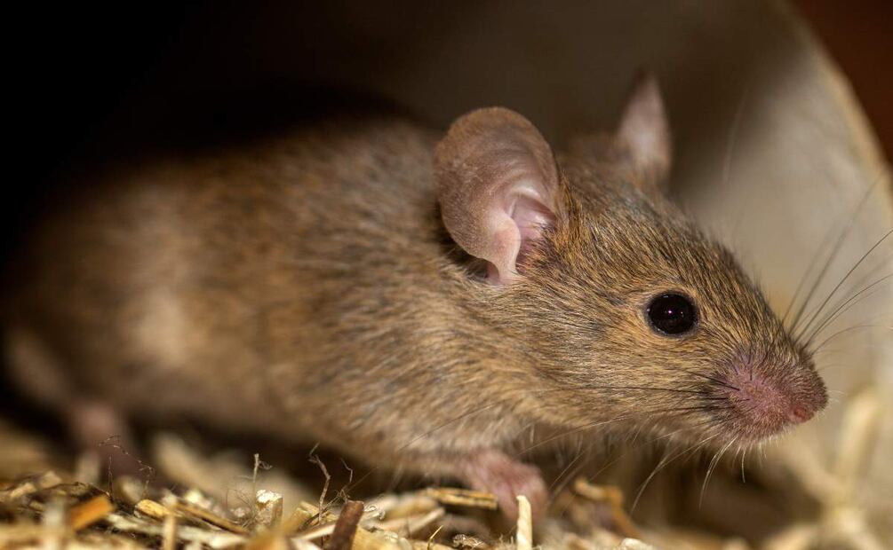 Roedores pueden llegar a ser una plaga pero es posible ahuyentarlos. (Foto: DeDinero)