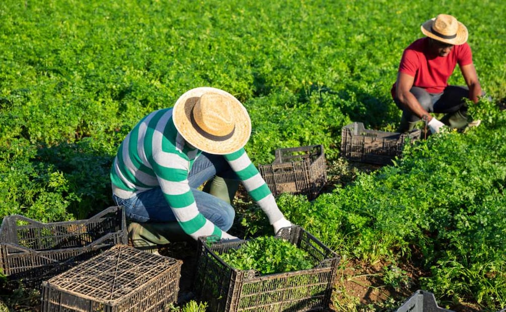 Qué pasaría si desaparece Jóvenes Construyendo el Futuro: impacto social y económico en México. (Foto: Canva)