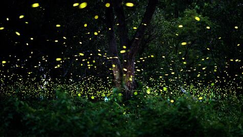 Festival Internacional de las Luciérnagas 2025: Costos y fechas de la experiencia en Edomex