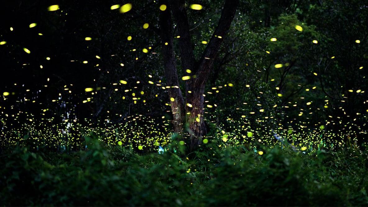 Miles de luciérnagas iluminan los bosques del Edomex cada verano en un espectáculo natural que encanta a familias, parejas y viajeros (Foto: Canva)