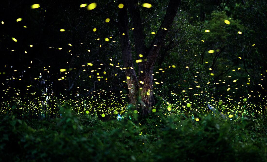 Miles de luciérnagas iluminan los bosques del Edomex cada verano en un espectáculo natural que encanta a familias, parejas y viajeros (Foto: Canva)