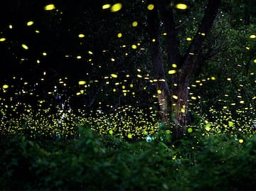 Festival Internacional de las Luciérnagas 2025: Costos y fechas de la experiencia en Edomex