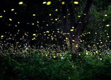 Festival Internacional de las Luciérnagas 2025: Costos y fechas de la experiencia en Edomex