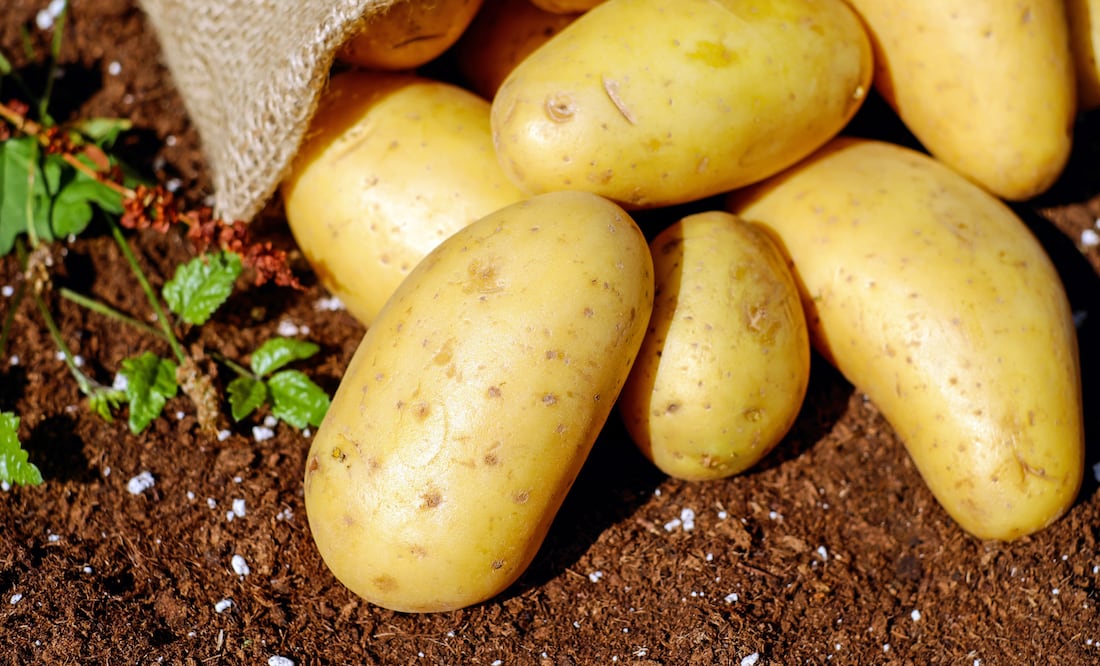 Precio de la papa en junio 2025 revelado por la revista del consumidor (Foto: Canva)