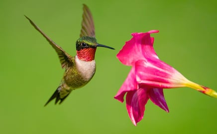 Cómo alimentar colibríes en casa sin comprar néctar rojo peligroso, solo agua y azúcar preparada de esta forma