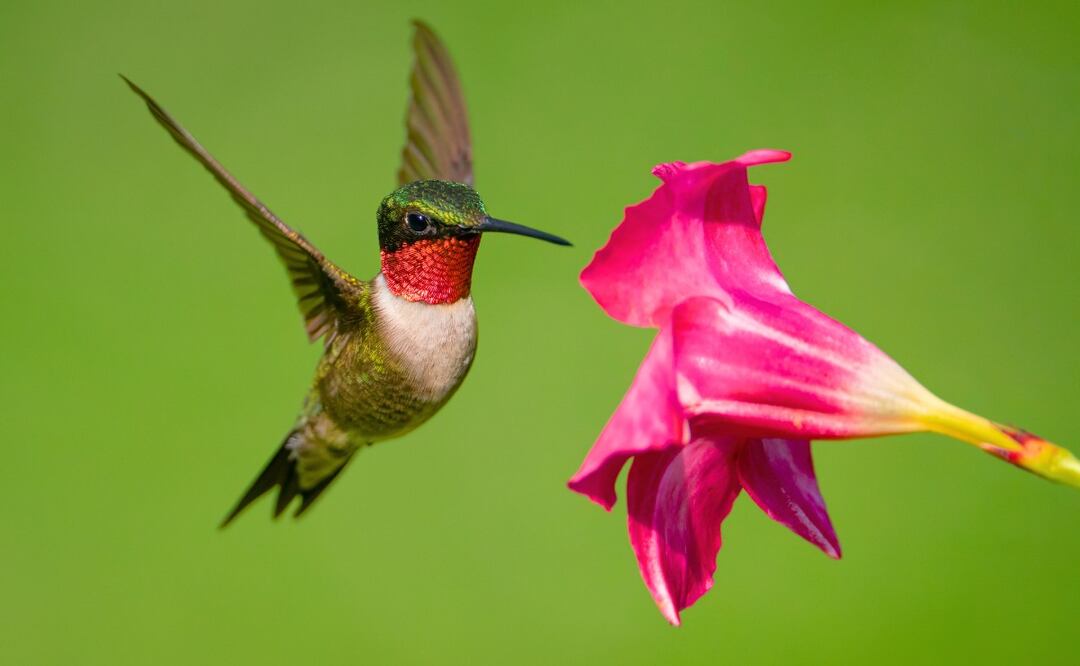 ¿Cómo puedo cuidar de los colibríes en casa? (Foto: DeDinero)