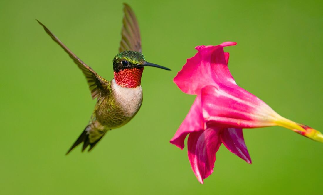 ¿Cómo puedo cuidar de los colibríes en casa? (Foto: DeDinero)