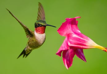 Cómo alimentar colibríes en casa sin comprar néctar rojo peligroso, solo agua y azúcar preparada de esta forma