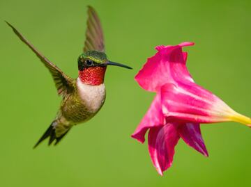 Cómo alimentar colibríes en casa sin comprar néctar rojo peligroso, solo agua y azúcar preparada de esta forma