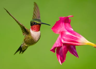 Cómo alimentar colibríes en casa sin comprar néctar rojo peligroso, solo agua y azúcar preparada de esta forma