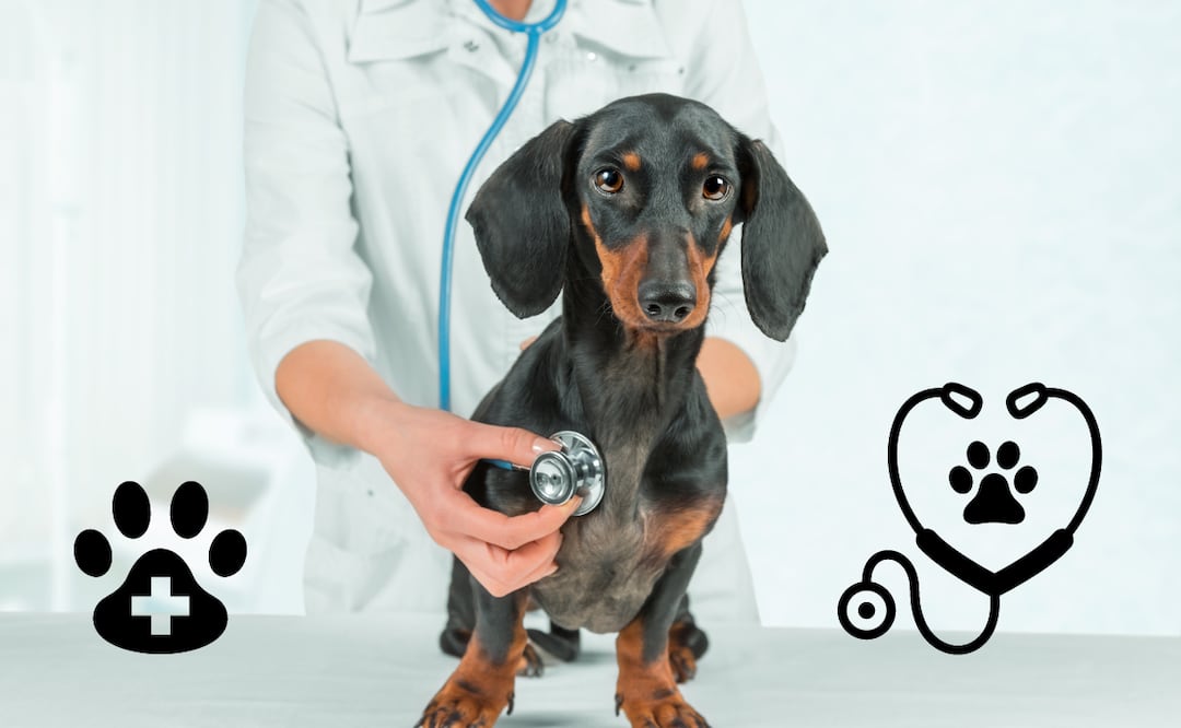 ¿Cuánto cuesta el seguro para mascotas? (Foto: DeDinero)