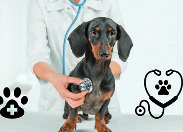 Protege a tu mascota con un seguro: Coberturas y beneficios explicados