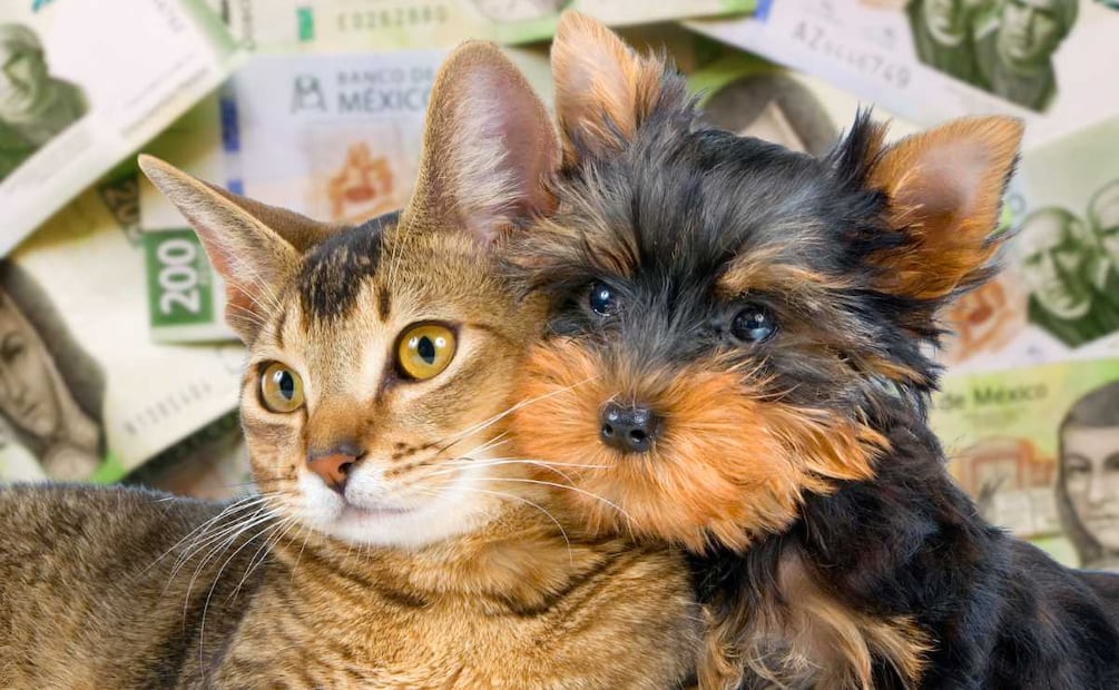 ¿Dónde se encuentra el hospital veterinario de la Ciudad de México? (Foto: DeDinero)