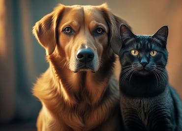 ¿Tienes perro o gato en CDMX? Así puedes acceder a consultas nutricionales gratis