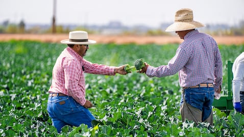 Vacante en Estados Unidos abril 2025: Sueldo de más de 16 mil pesos a la semana en sector agrícola