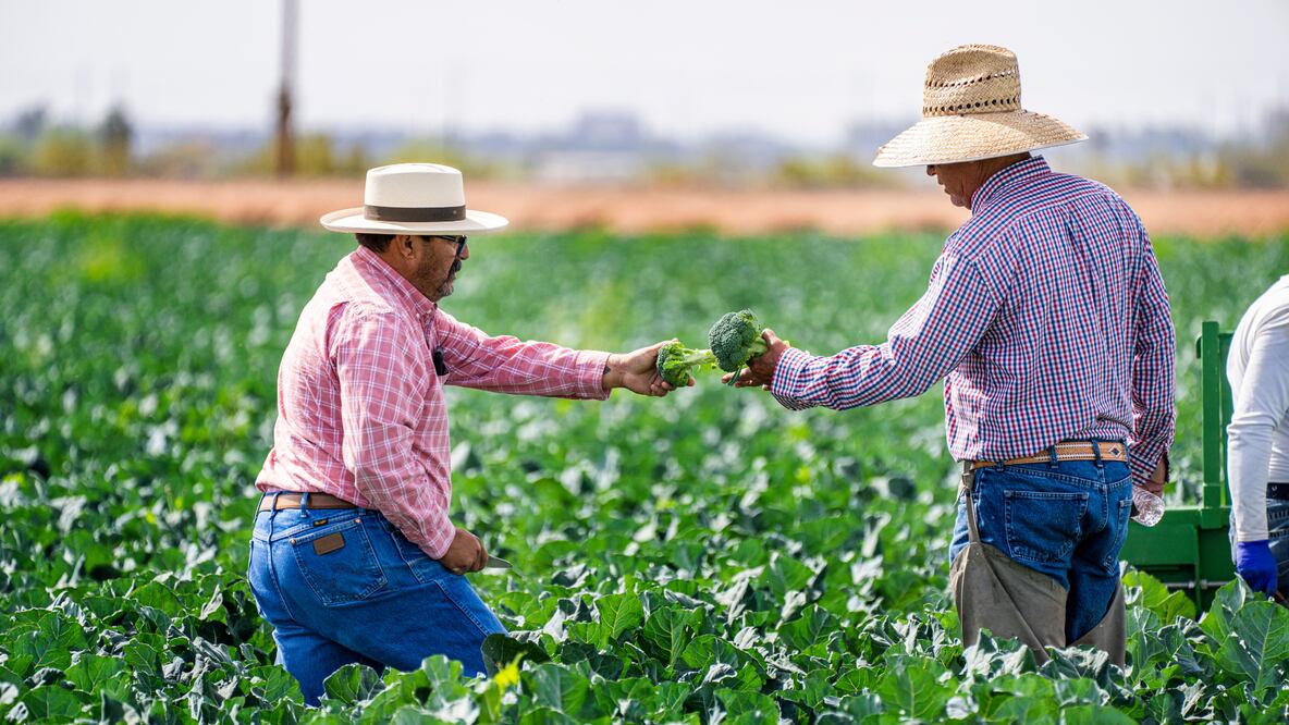 Oferta de trabajo en Estados Unidos como trabajador agrícola (Foto: Canva)
