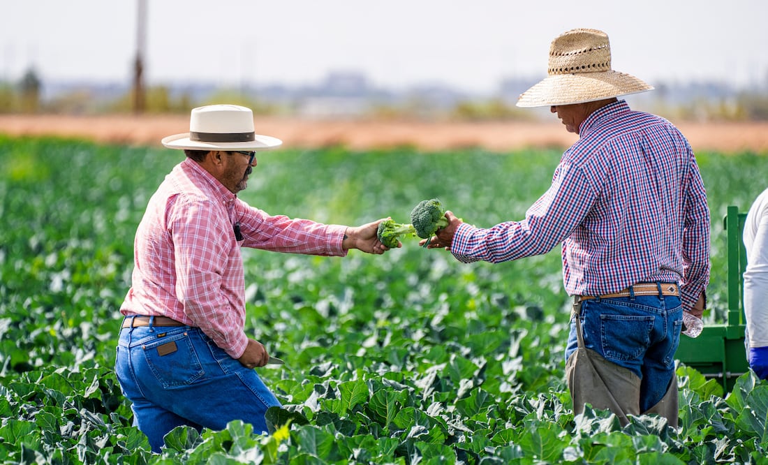 Oferta de trabajo en Estados Unidos como trabajador agrícola (Foto: Canva)