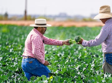 Vacante en Estados Unidos abril 2025: Sueldo de más de 16 mil pesos a la semana en sector agrícola