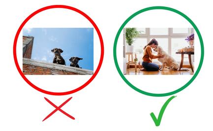 Perros en azoteas: Multas de hasta 15 mil pesos ante peligro por ola de calor en México