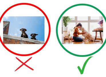 Perros en azoteas: Multas de hasta 15 mil pesos ante peligro por ola de calor en México