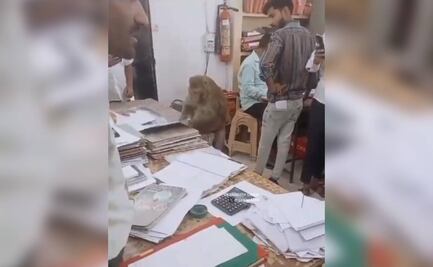 ¿Su primera chamba? Captan a mono "godín" que revisa archivos en oficina de la India