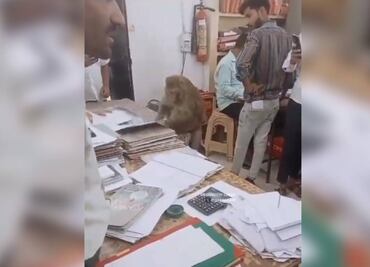 ¿Su primera chamba? Captan a mono "godín" que revisa archivos en oficina de la India