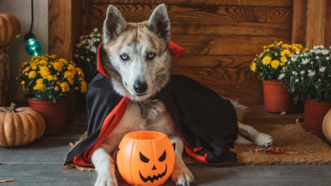 Organiza la fiesta de Halloween más mega wow, esto es lo que vas a gastar