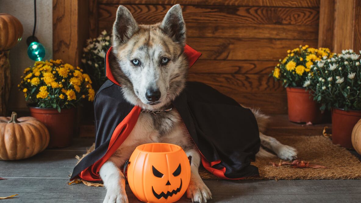 Organizar una fiesta de Halloween en casa puede ser tan económica o lujosa como decidas, el secreto está en planear bien el presupuesto (Foto: Canva)
