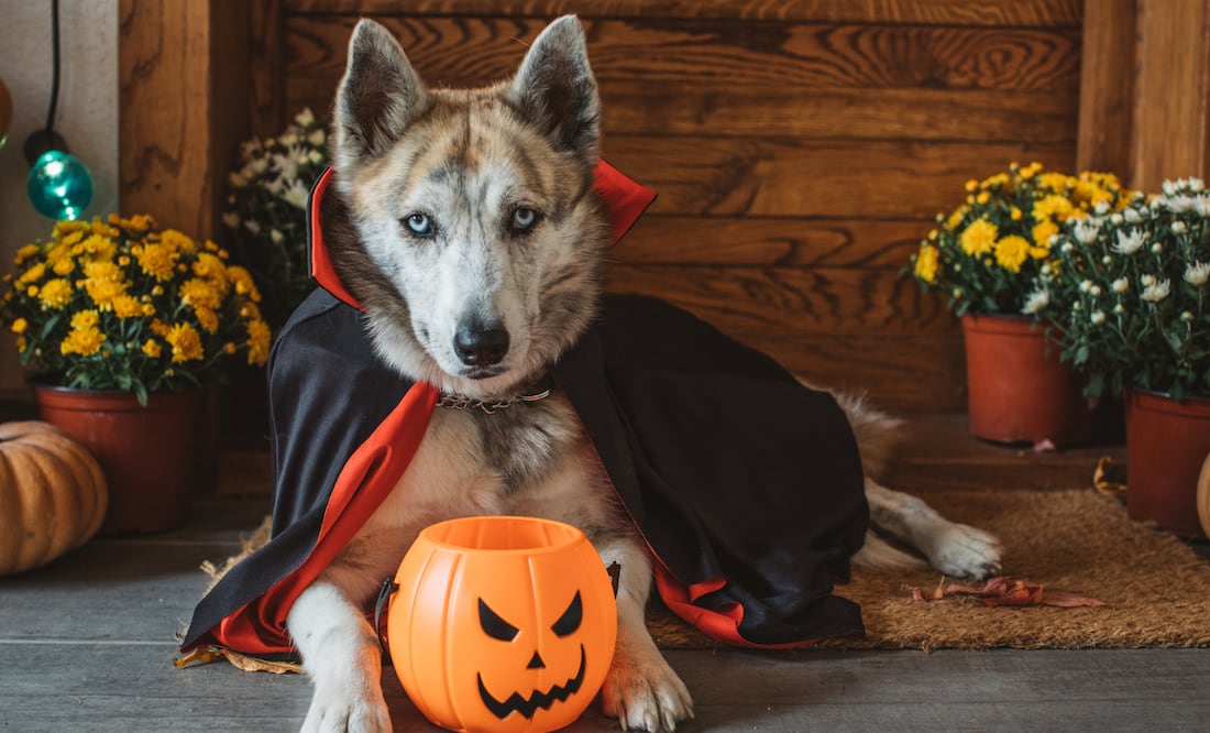 Organizar una fiesta de Halloween en casa puede ser tan económica o lujosa como decidas, el secreto está en planear bien el presupuesto (Foto: Canva)