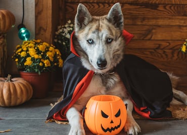 Organiza la fiesta de Halloween más mega wow, esto es lo que vas a gastar