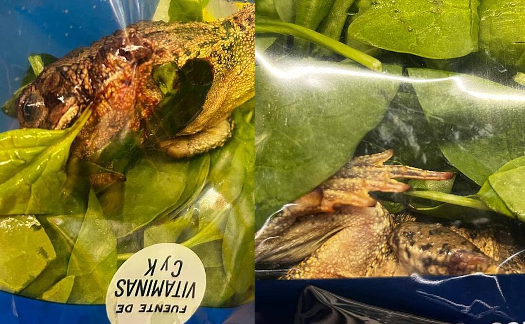 Sorpresa en el súper: joven halla rana muerta en espinacas listas para consumir. (Foto: Redes sociales)