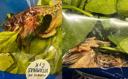 ¿Realmente están listos para comer? Encuentran una rana en bolsa de espinacas “desinfectadas”