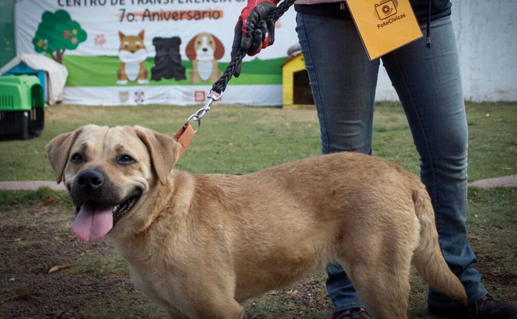 Pasea perritos rescatados para pagar las fotocívicas en la CDMX (Foto: Cuartoscuro)