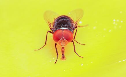 Cuatro remedios sin costo: ¿Cómo eliminar por completo a las moscas?