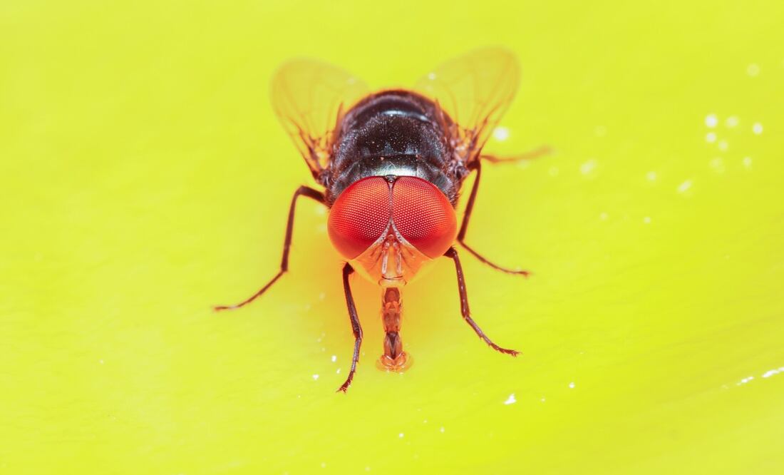 ¿Cómo combatir la plaga de moscas? (Foto: DeDinero)