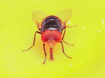 Cuatro remedios sin costo: ¿Cómo eliminar por completo a las moscas?