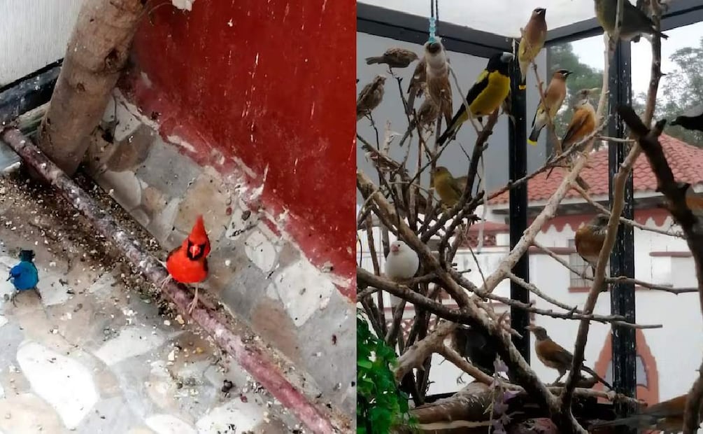 ¿Qué aves son ilegales en México? (Foto: Especial)