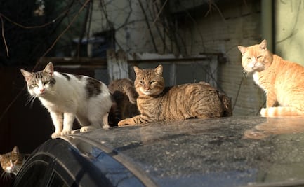 Cuánto es la multa por alimentar gatos callejeros en México; que no te confundan con la ley