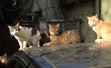 Cuánto es la multa por alimentar gatos callejeros en México; que no te confundan con la ley