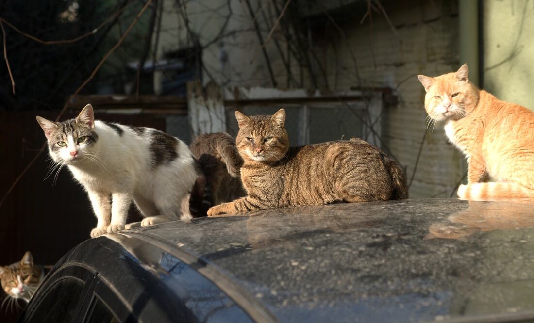 ¿Te pueden multar por alimentar un gato callejero? (Foto: DeDinero)