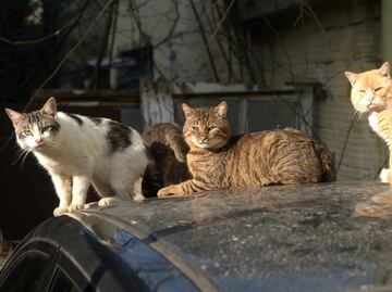 Cuánto es la multa por alimentar gatos callejeros en México; que no te confundan con la ley
