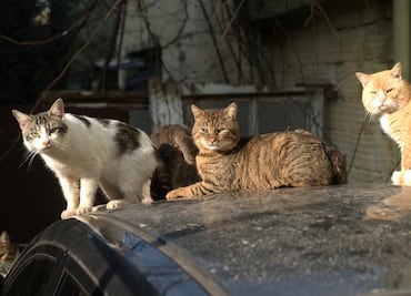 Cuánto es la multa por alimentar gatos callejeros en México; que no te confundan con la ley