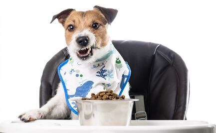 Descubre las mejores croquetas para perros según Profeco: Calidad y cuidado para tu mascota