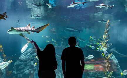 Acuario Michin: Precios, horarios y cómo llegar a la nueva atracción en Parque Tepeyac