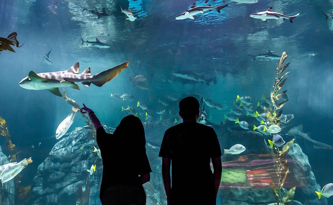 El Acuario Michin en Ciudad de México inauguró el pasado 13 de octubre. (Foto: Acuario Michin)